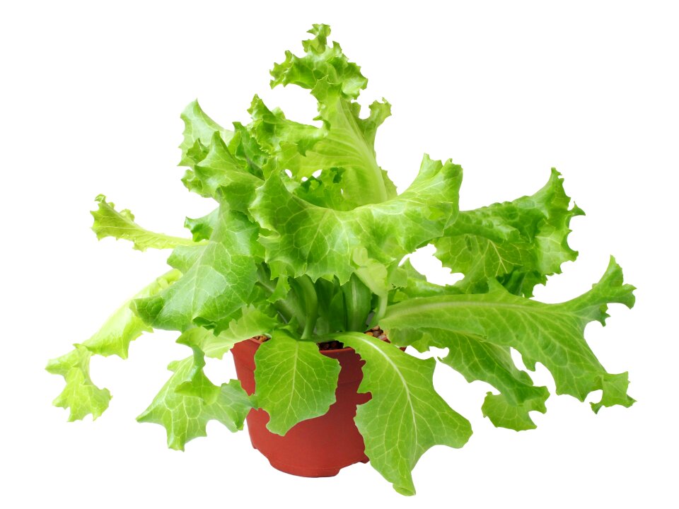 Vegetable salad fresh