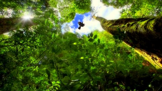 Vegetation green atlantic forest