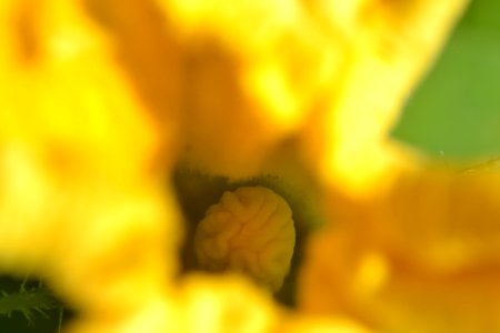 Courgette Flower interior 002
