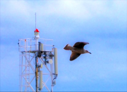 JUST A SEAGULL OUT 4 A BUZZ.....