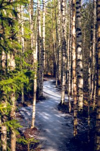 Icy path through birch forest
