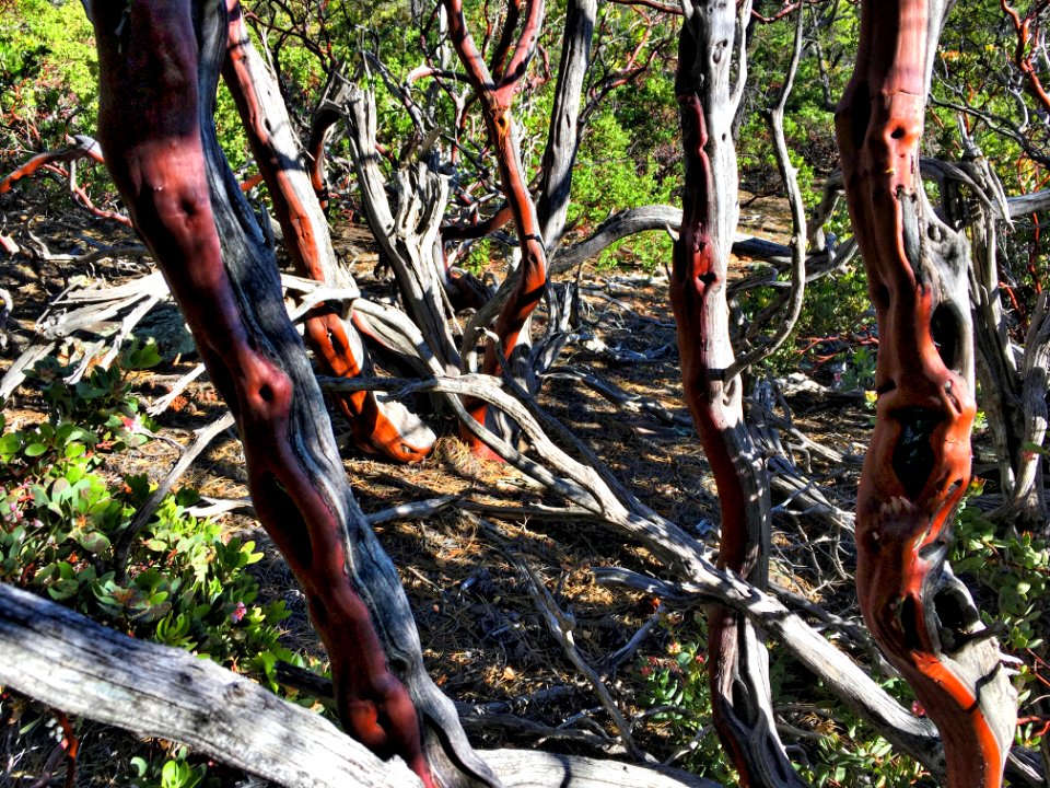 Hacking Through the Manzanita Forest