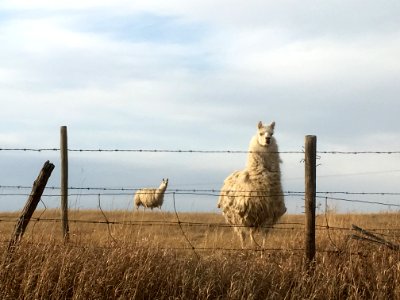 Hey! Llamas photo