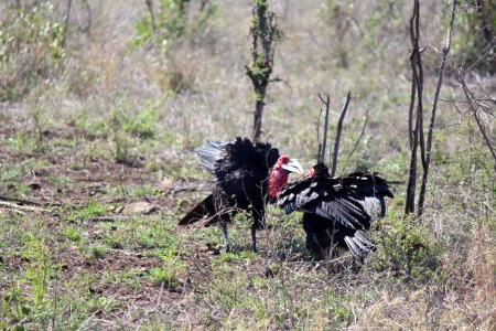 Southern ground hornbills sharing