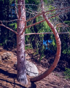 Bend tree