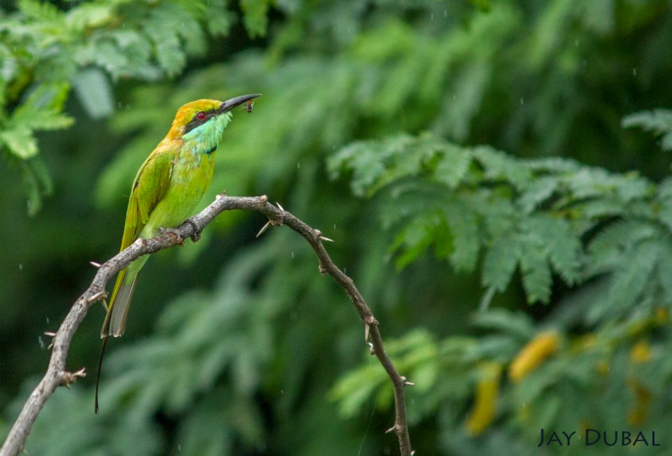 Green bee eater + Honey bee photo