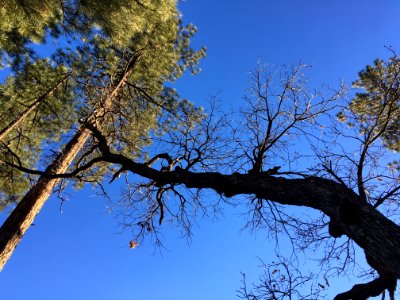 Tree Grab photo