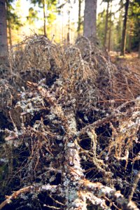 Mossy branches photo