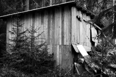 Shed in the woods photo