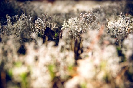 Lichen photo