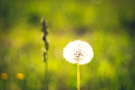 Dandelion photo