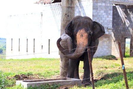 Rana na Fazenda Boa Luz em Aracaju (SE)