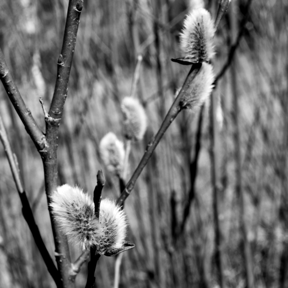First signs of spring.