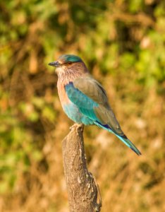 Indian Roller photo