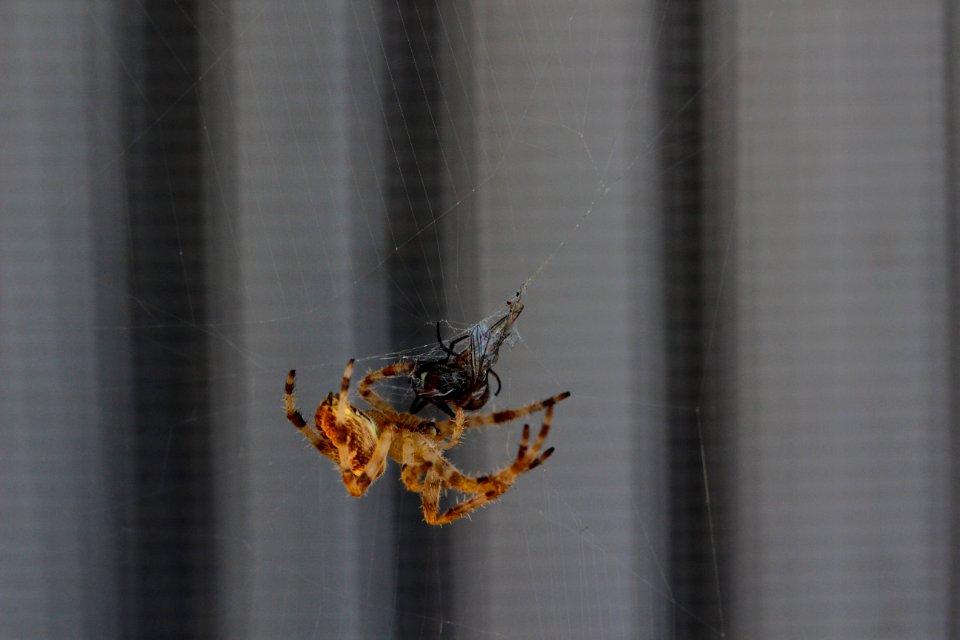 Ragno Crociato o Areneus Diadematus.
