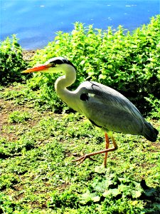 ST JAMES PARK-LONDON..... photo