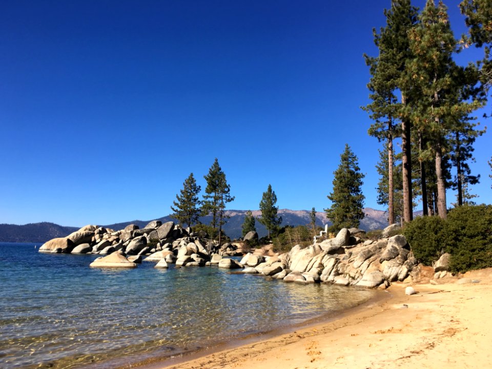 Forest on a Beach, What a Concept