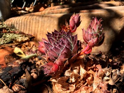 Succulent on a Vertical Growth Spurt