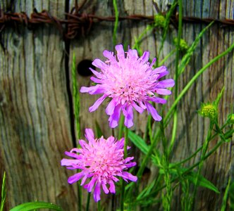 Purple to pink flower meadow wildflower spring photo