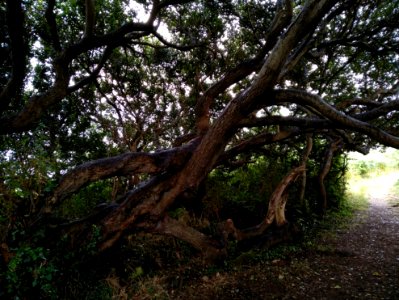 arbre couché