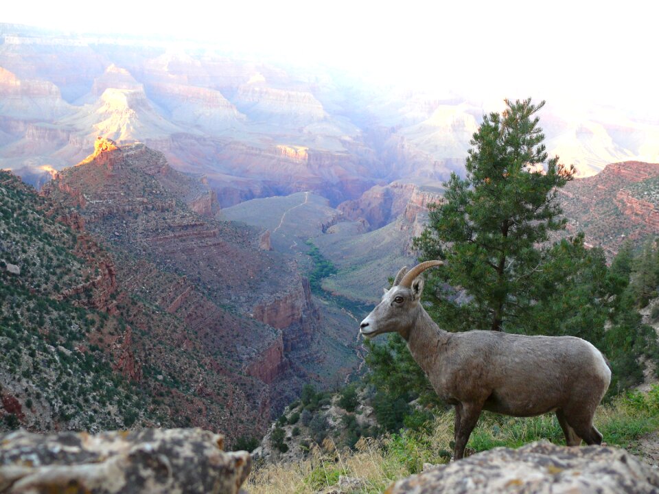 Landscape animal wildlife