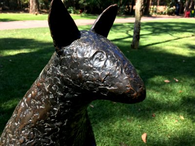 Finally Spotted a Kangaroo!
