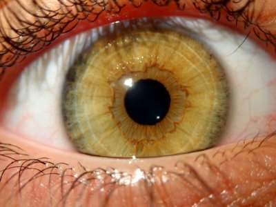 Human Eye photo