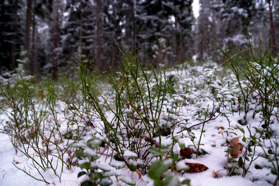 First proper snow of winter 19-20