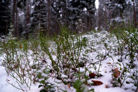 First proper snow of winter 19-20