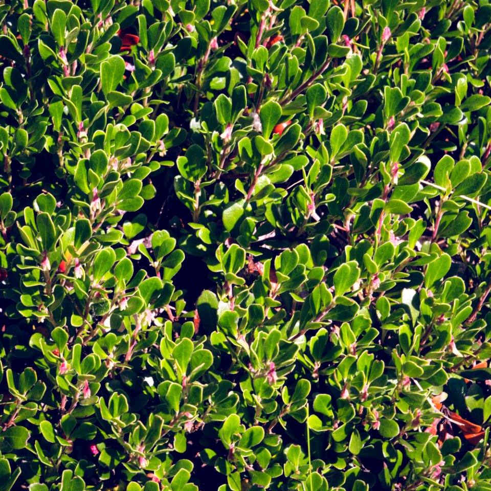 Berries and shrubbery