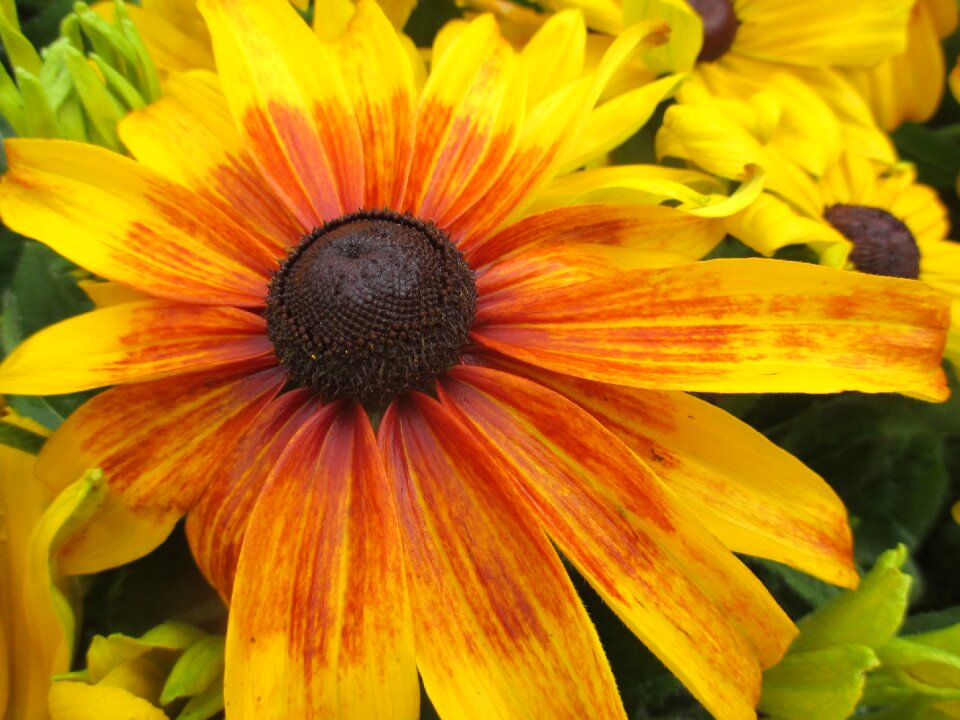 Coneflower yellow garden