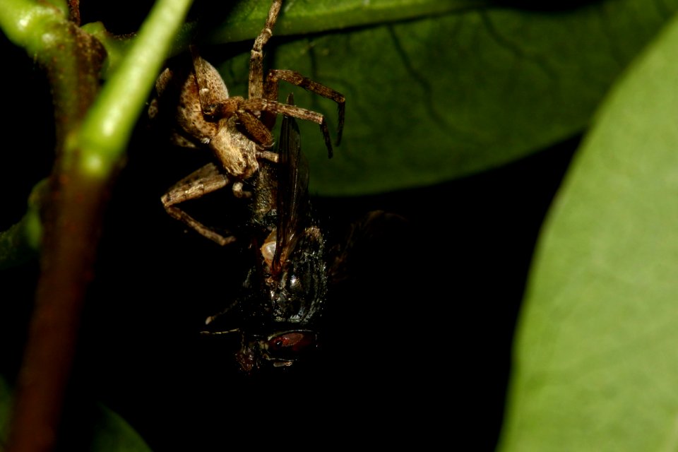 Philodromidae