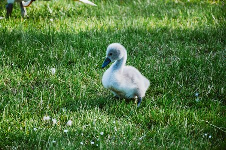 Grass green bird