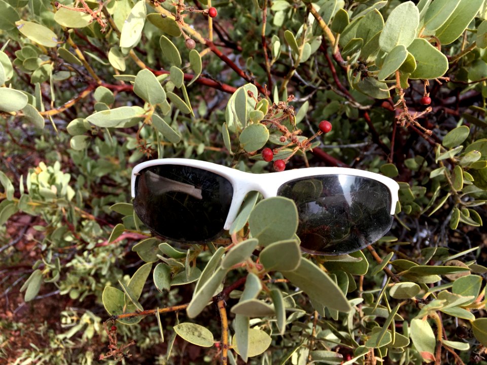 The Manzanita Have Eyes