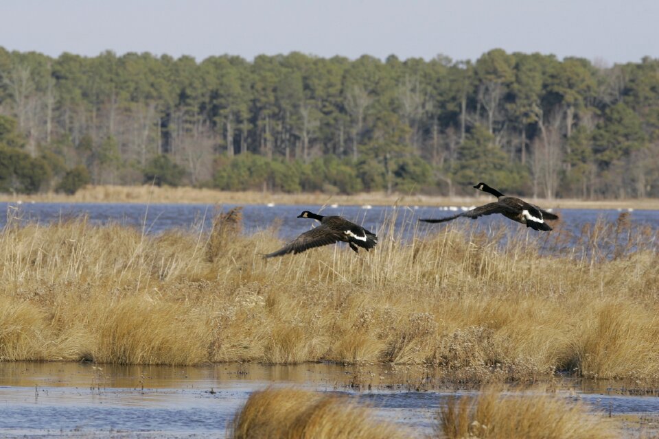 Nature wildlife birds