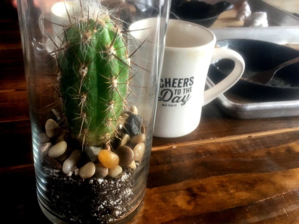 Cactus in a Glass