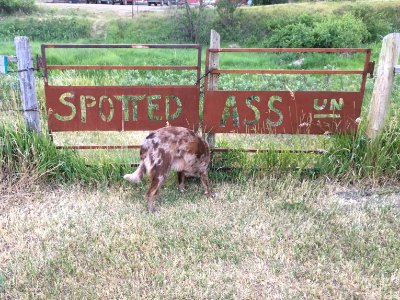 You Ya Callin' "Spotted"?