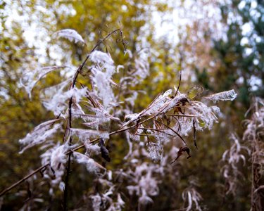 Fall decay photo