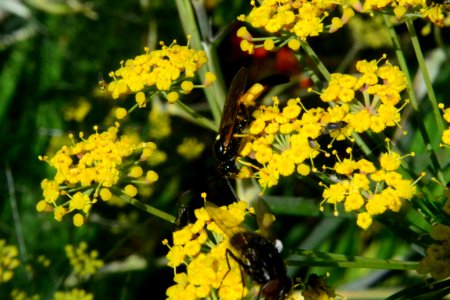 Fennel Flowers Ichneumon Wasp 003