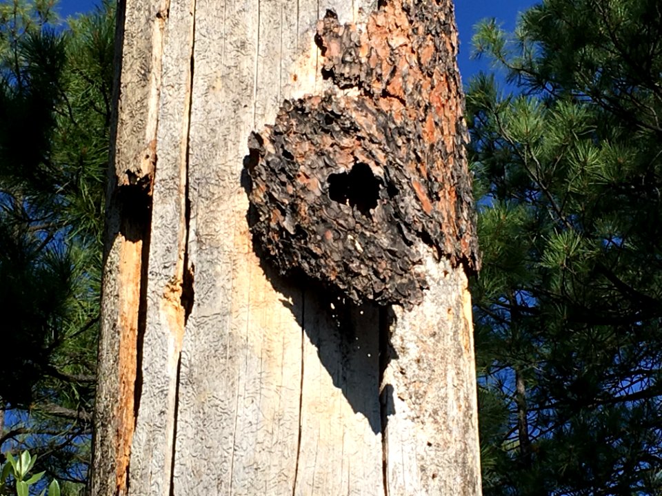 Heart Left Hanging