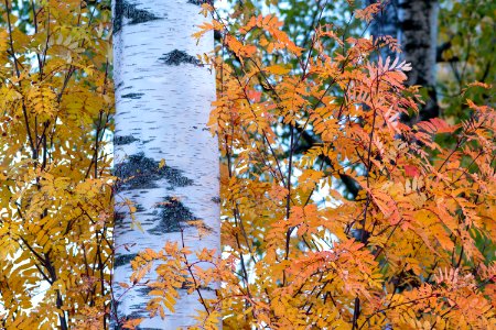 Birch tree surrounded by fall colors