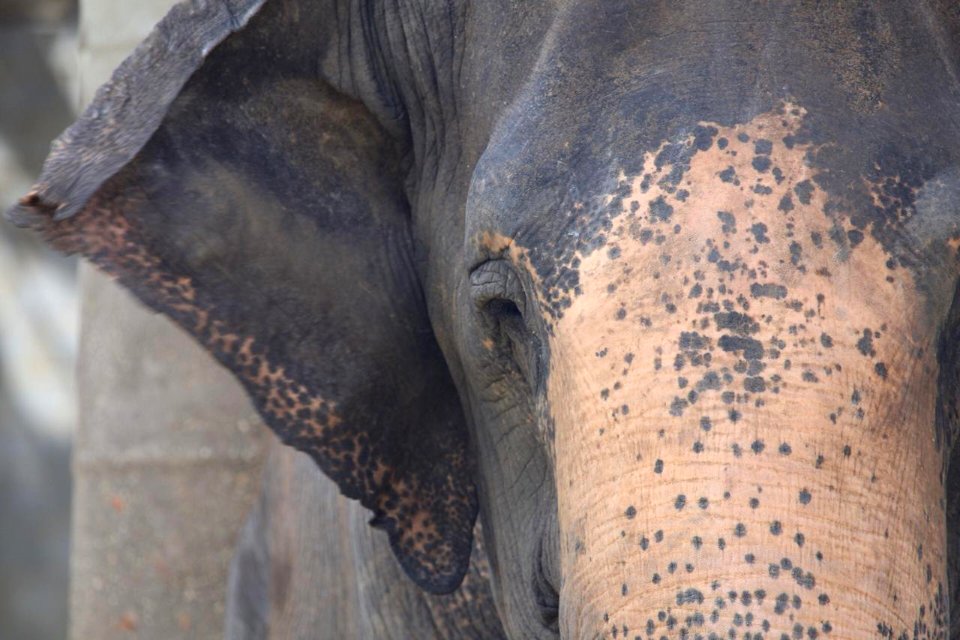 Face rosada com machinhas de Rana na Fazenda Boa Luz em Aracaju (SE)