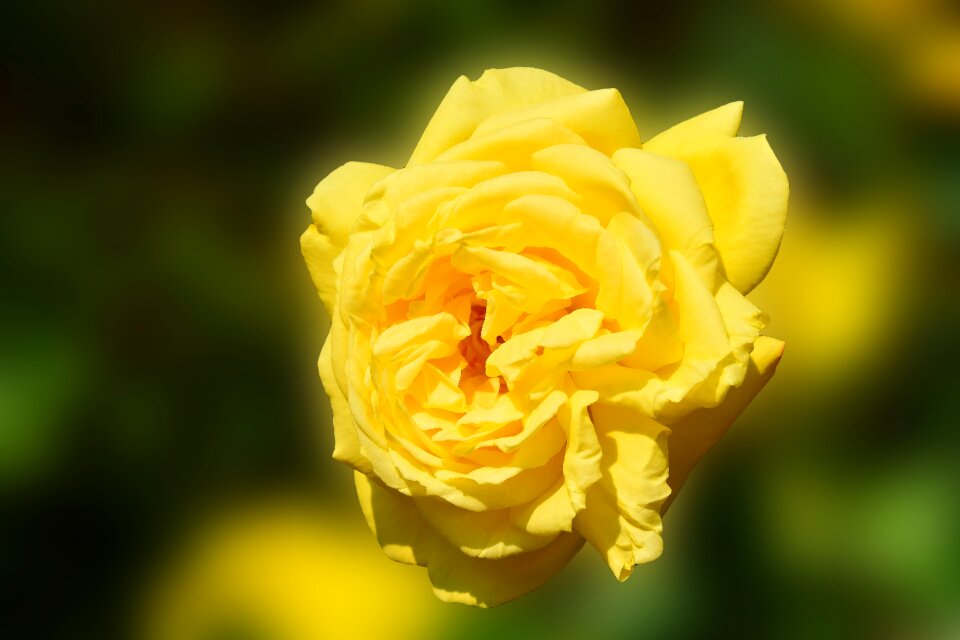 Flower rose bloom close up