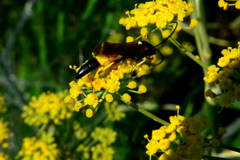 Fennel Flowers Ichneumon Wasp 007