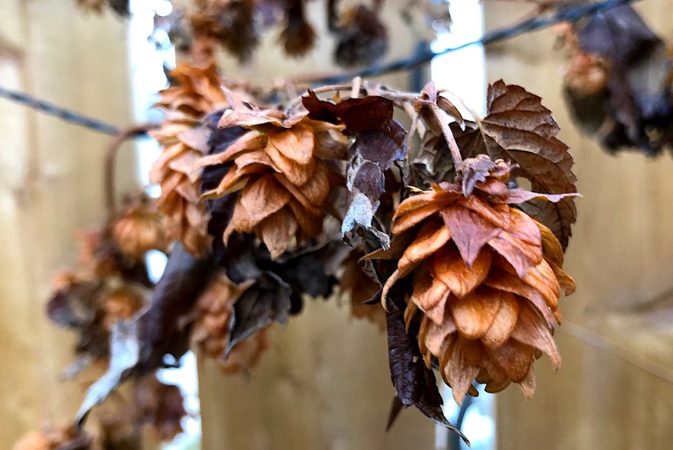 2019/365/307 Crispy Hops