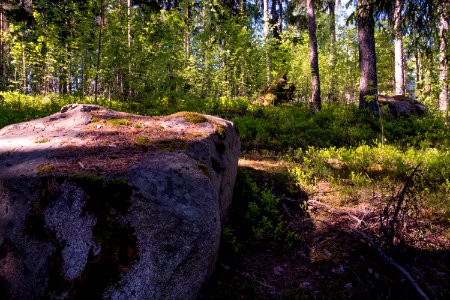 Boulder in the forest photo