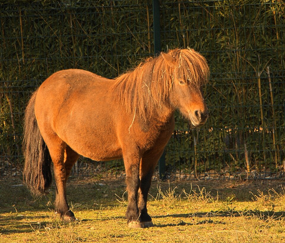 Animal animals brown