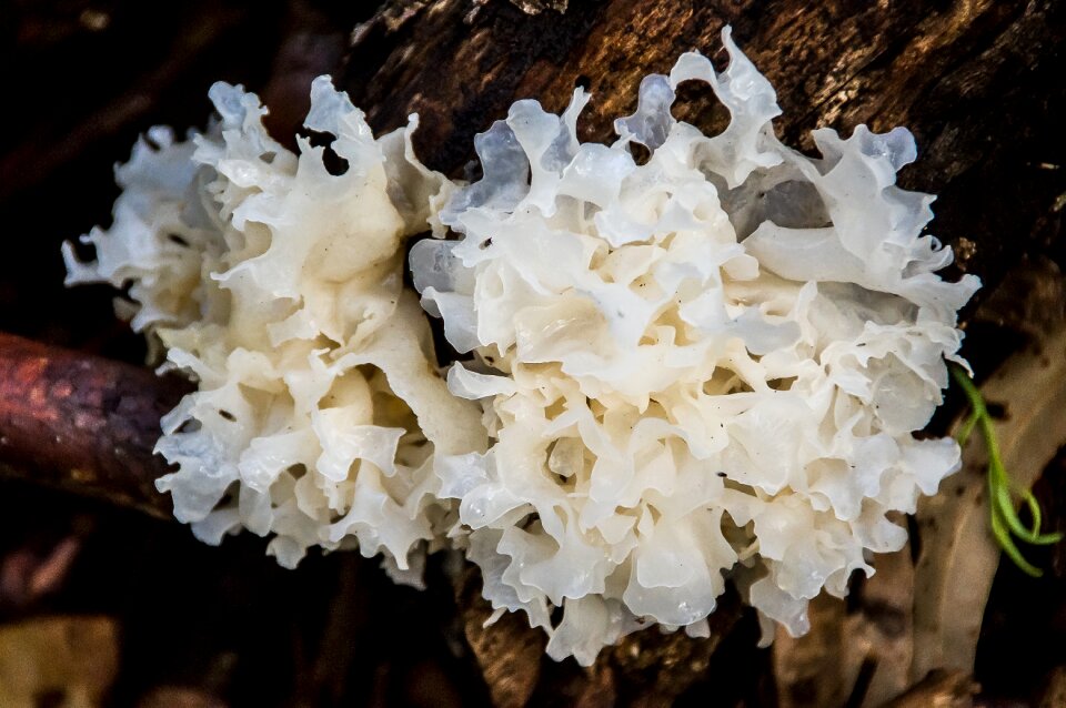Gelatinous fungus white