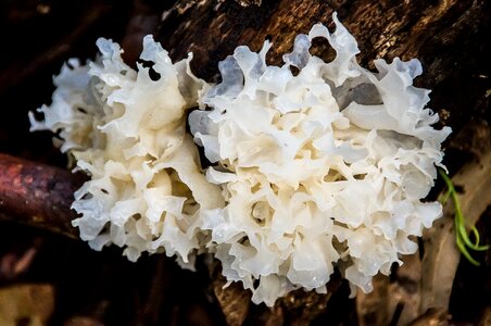 Gelatinous fungus white photo
