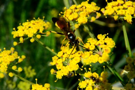 Fennel Flowers Ichneumon Wasp 011
